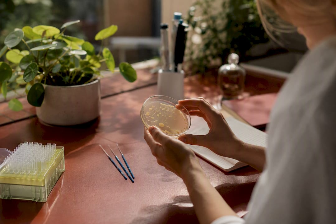 Petri dish with cultured gut bacteria in lab